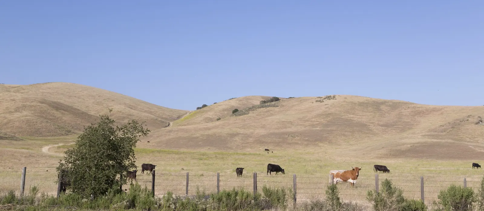 Cattle grazing behind a wire fence on golden, rolling grassland hills under a blue sky